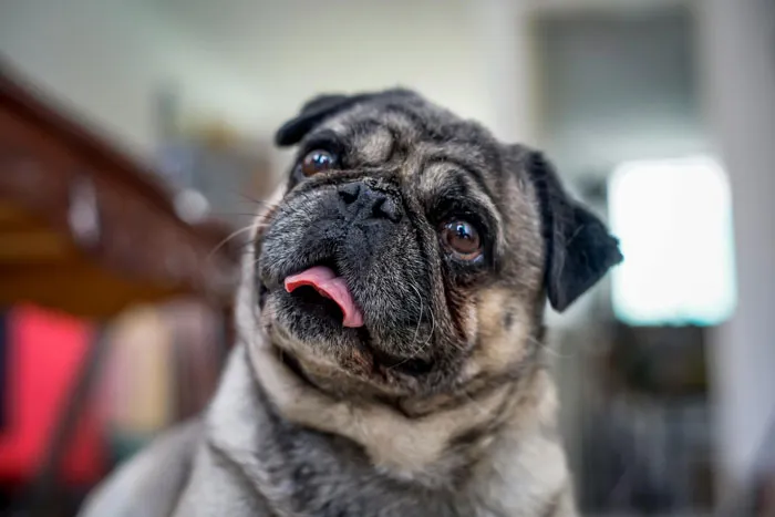 Pug 