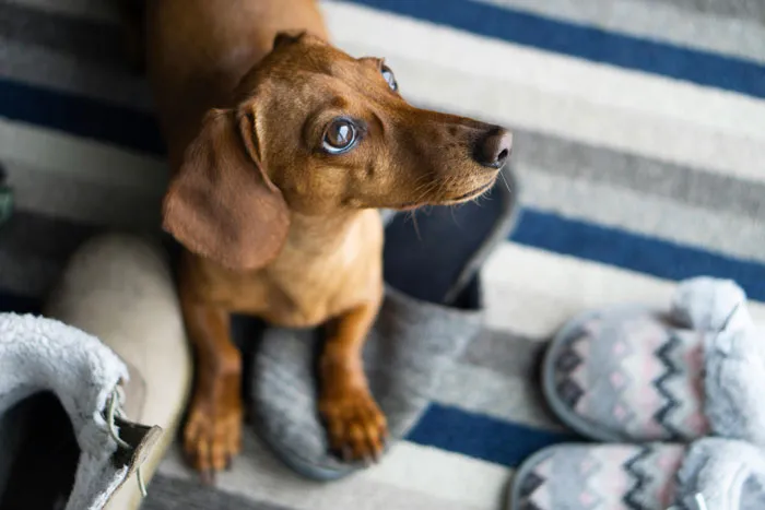 Dachshund