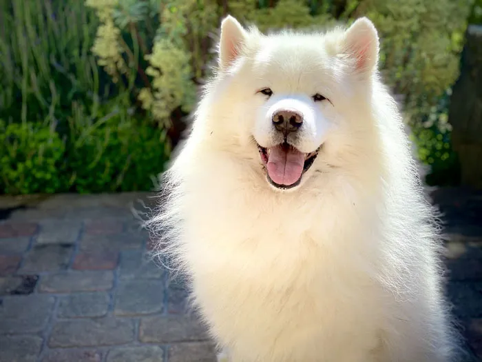 Samoyed 