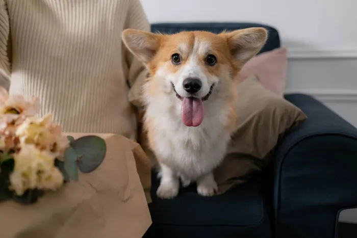 Pembroke Welsh Corgi
