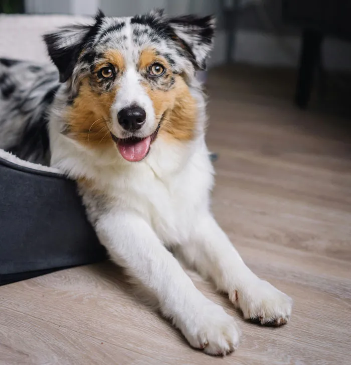 Australian Shepherd 