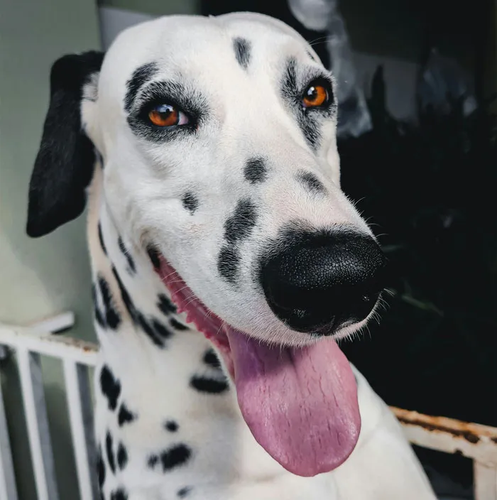 Dalmatian 