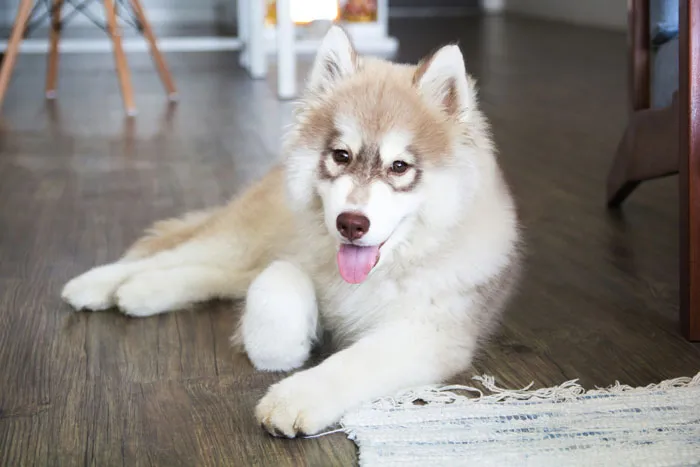 Siberian Husky