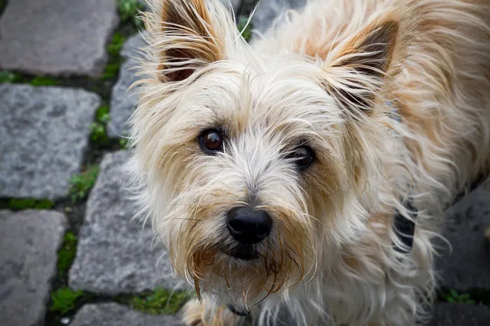 Cairn Terrier 