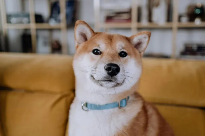 Shiba Inu 