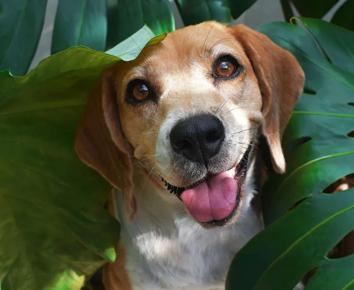 Beagle