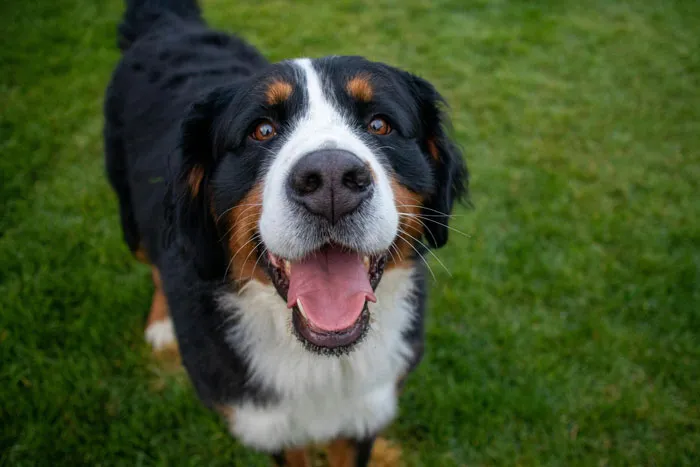 Bernese Mountain Dog 