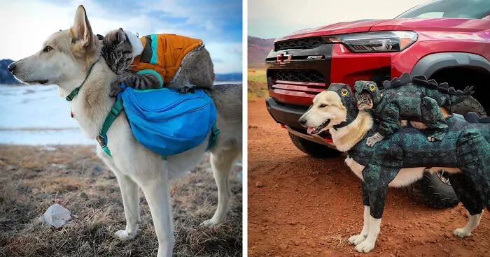 This Cat And Dog Are The Best Travel Buddies, And Their Pictures Are Adorable (21 Pics)