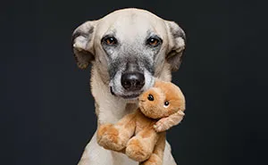 27 Expressive Dog Portraits Highlighting Unique Personalities By Elke Vogelsang (New Pics)