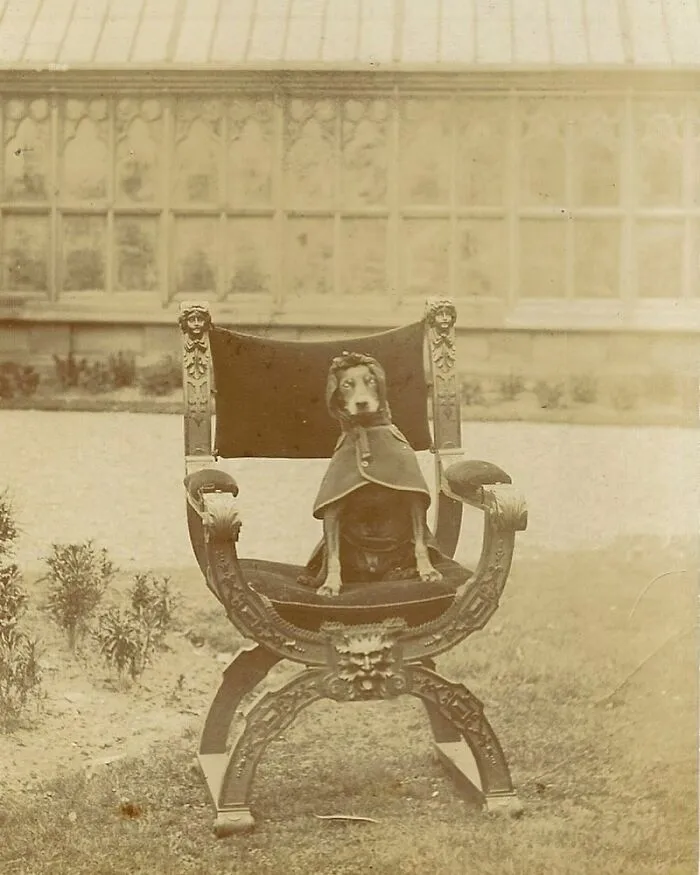 Manchester Terrier With Cape, 1905