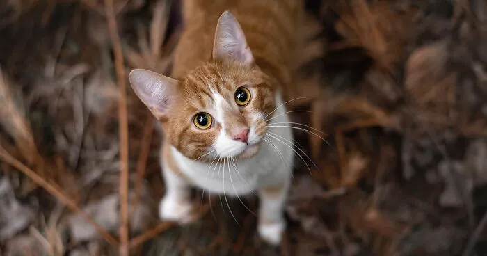 38 Dreamy Moments Of Pets That I Caught On Camera