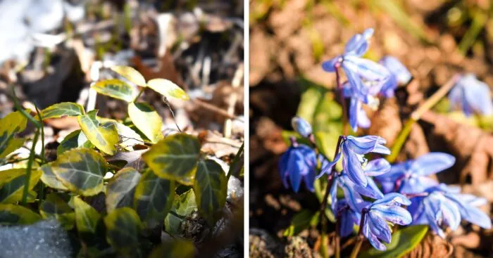 Some Photos I Took Of Plants And Flowers (8 Pics)