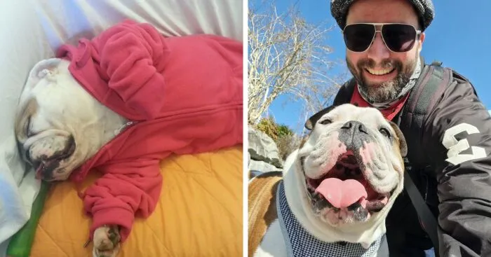 Hey Pandas, What Is The Funniest Picture Of Your Dog? (Closed)