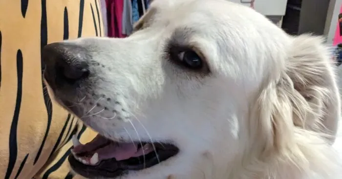 Hey Pandas, Share A Pic Of Your Dog At Its Goofiest! (Closed)