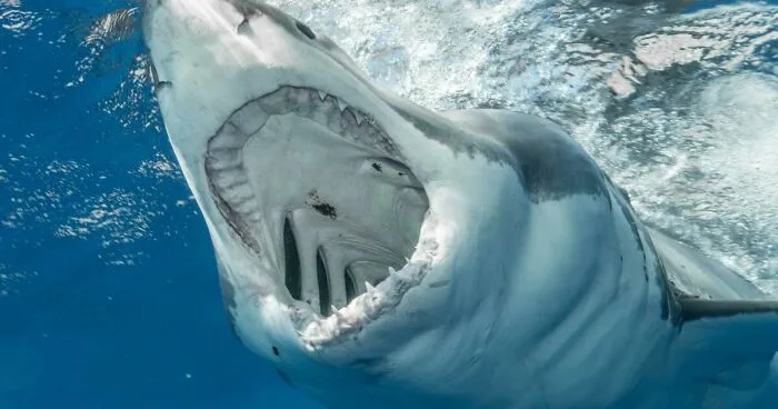 "Such A Horrible Story": Woman's Final Moments Before Being Eaten Alive By 13-Ft Shark Revealed