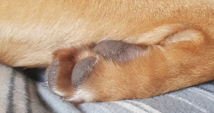 Hey Pandas, Post A Picture Of Your Pet's Toe Beans (Closed)