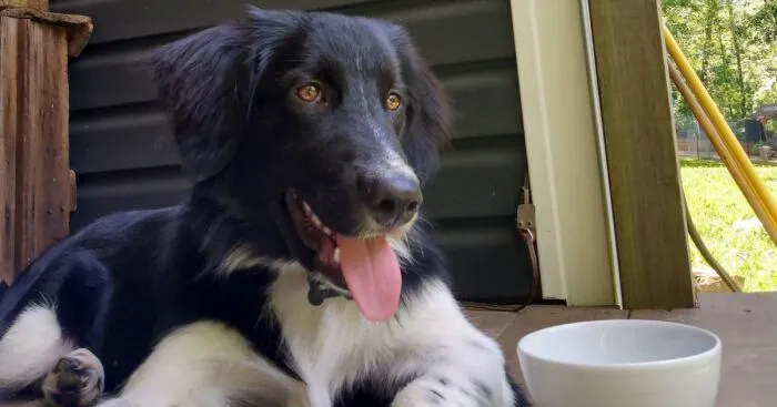Hey Pandas, Post A Picture Of Your Rescue Pet And Tell Their Story