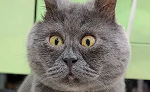 A Slightly Strange And Funny-Looking Cat Continues To Win Hearts Online (New Pics)