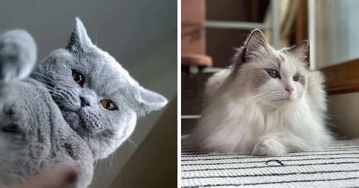 10 Fluffy Cat Breeds - Explore the Softest Feline Friends Today!