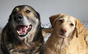 Senior Stray Dog From Spain Can’t Stop Smiling After Getting Rescued And Adopted By A Family In The UK