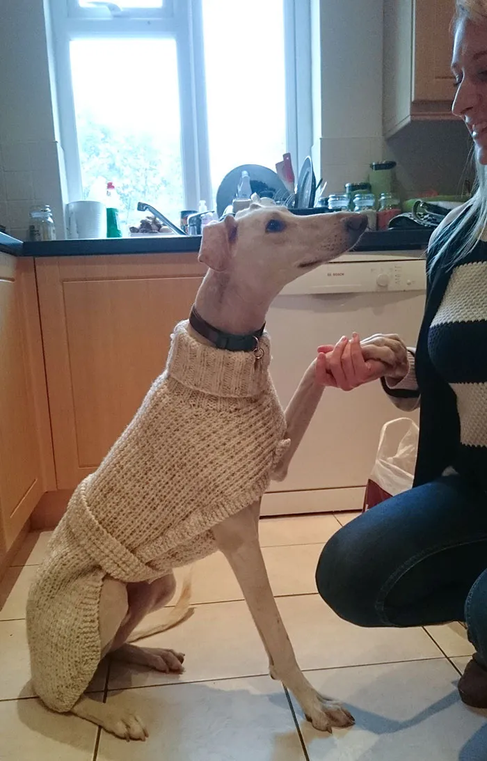 My Girlfriend's Mum Just Knitted This Beauty For Our Dog