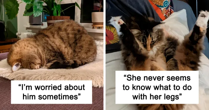 “That’s Just Not Right”: 50 Times Cats Were Acting So Weird, Owners Just Had To Take A Pic (New Pics)