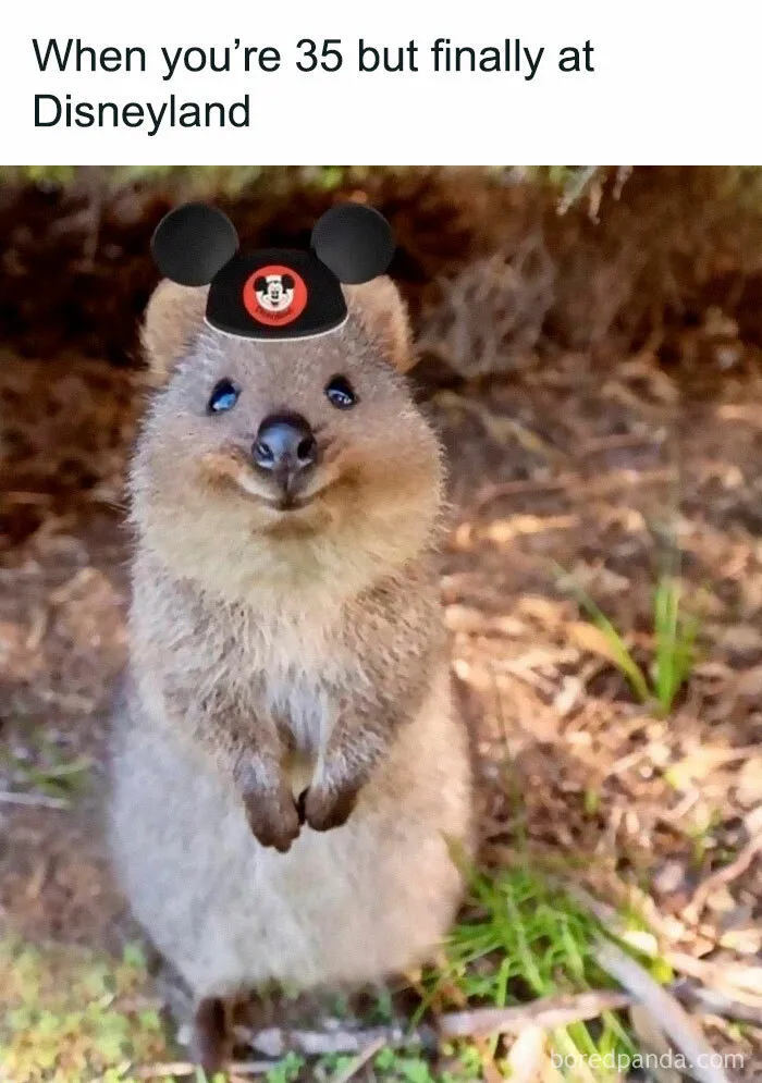 50 Memes For Certified Disney Adults And Just Ordinary People That Like A Fun Meme