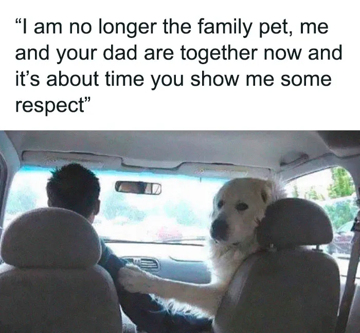 Dog sitting in a car beside a man, with a funny caption about family dynamics.