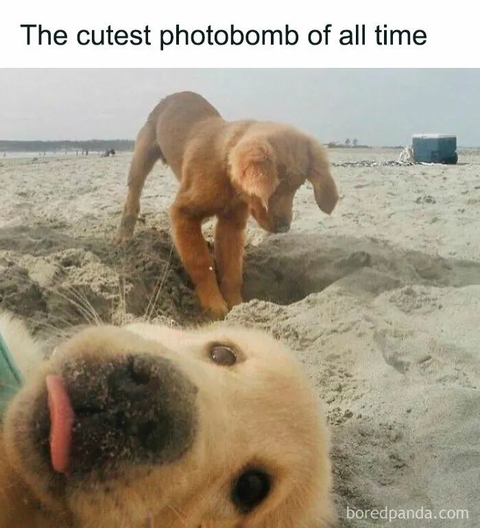50 Hilariously Random Memes That Keep Entertaining 9.6M Followers Of This IG Page