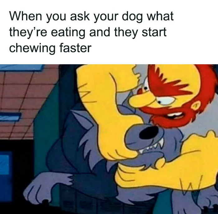 50 Hilariously Random Memes About Everything And Anything