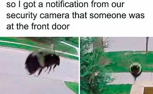 50 Hilariously Random Memes About Everything And Anything