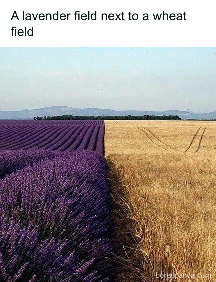 This Group Unites All Plant Lovers And Shares The Most Hilarious Gardening Posts Out There (50 Posts)