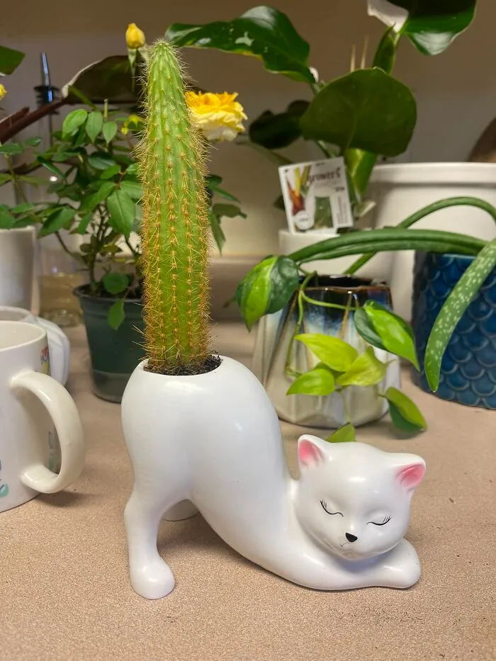 This Group Unites All Plant Lovers And Shares The Most Hilarious Gardening Posts Out There (50 Posts)