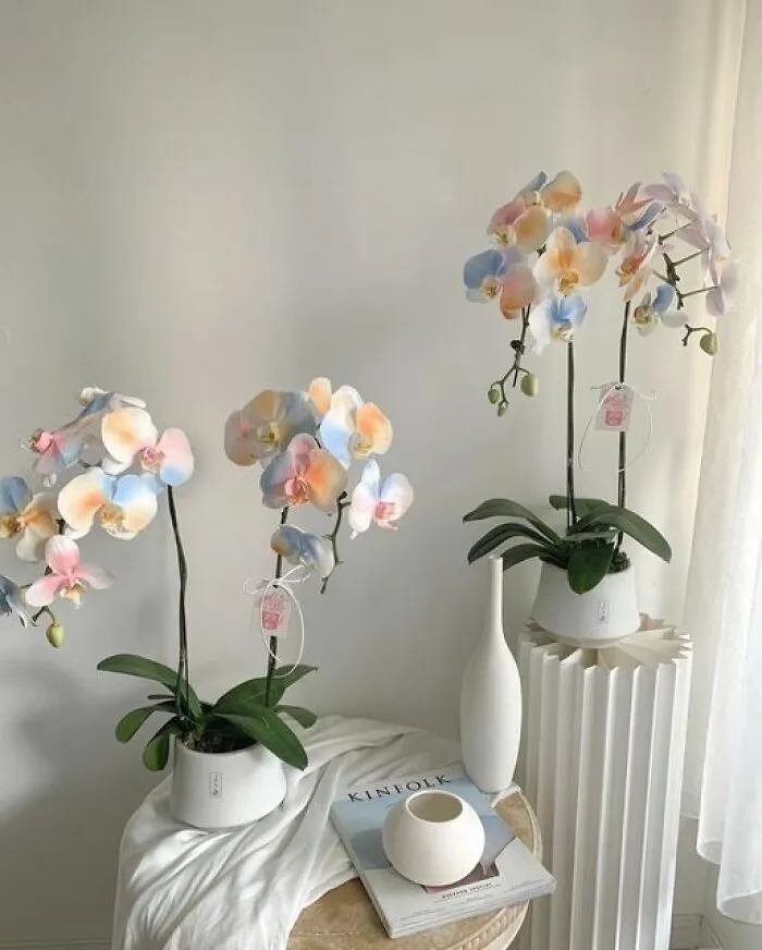 This Group Unites All Plant Lovers And Shares The Most Hilarious Gardening Posts Out There (50 Posts)