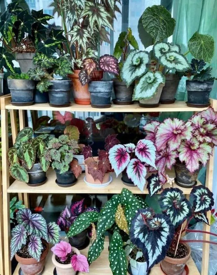 This Group Unites All Plant Lovers And Shares The Most Hilarious Gardening Posts Out There (50 Posts)