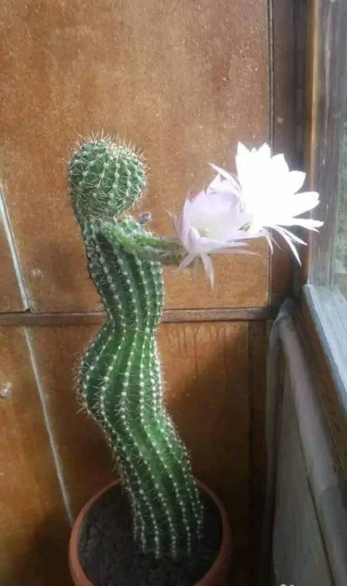 This Group Unites All Plant Lovers And Shares The Most Hilarious Gardening Posts Out There (50 Posts)