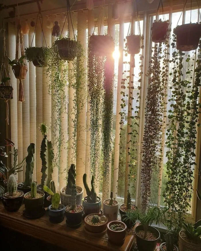 This Group Unites All Plant Lovers And Shares The Most Hilarious Gardening Posts Out There (50 Posts)