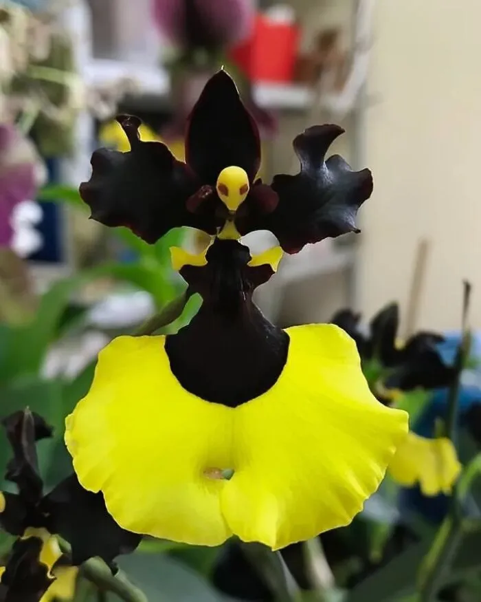 This Group Unites All Plant Lovers And Shares The Most Hilarious Gardening Posts Out There (50 Posts)