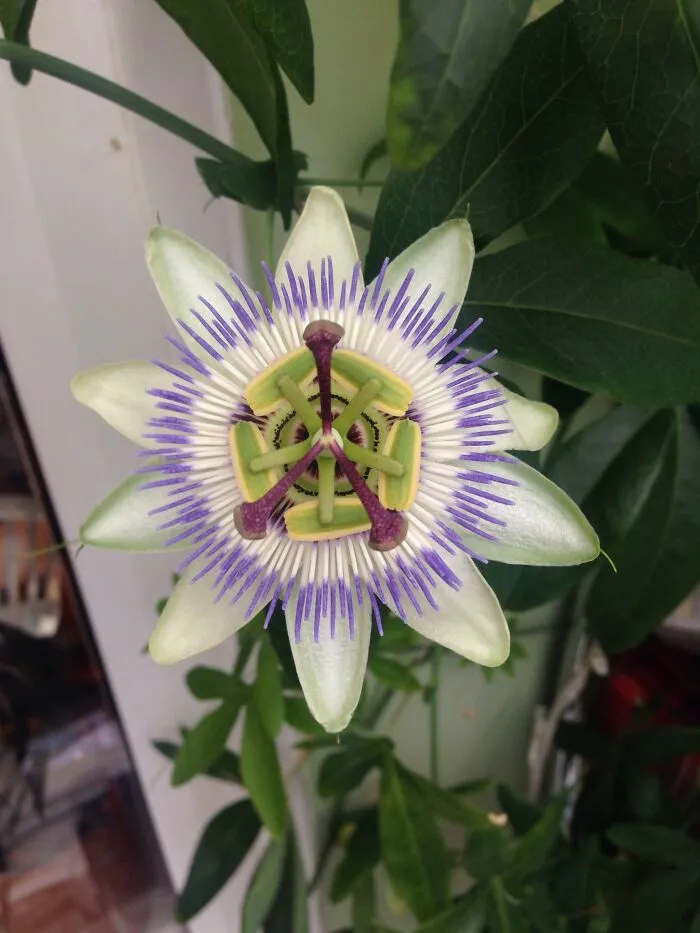 This Group Unites All Plant Lovers And Shares The Most Hilarious Gardening Posts Out There (50 Posts)