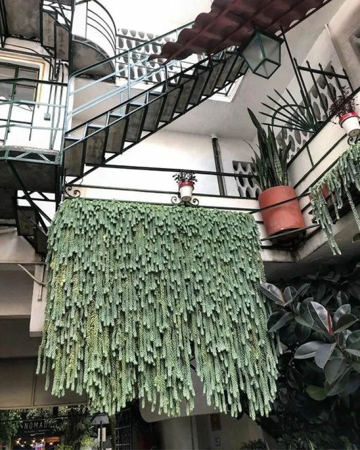 This Group Unites All Plant Lovers And Shares The Most Hilarious Gardening Posts Out There (50 Posts)