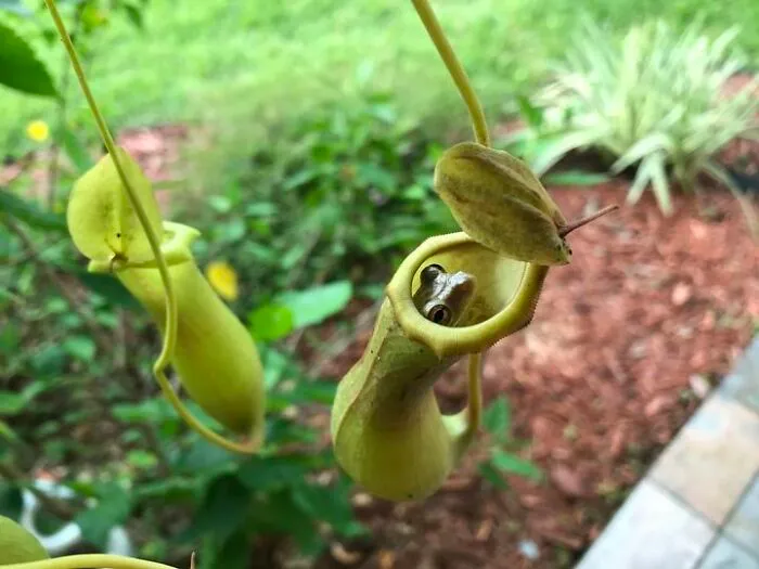 This Group Unites All Plant Lovers And Shares The Most Hilarious Gardening Posts Out There (50 Posts)