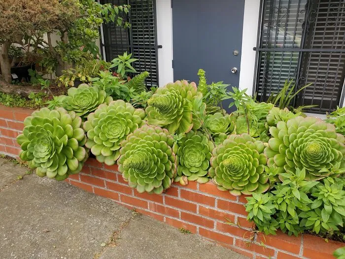 This Group Unites All Plant Lovers And Shares The Most Hilarious Gardening Posts Out There (50 Posts)
