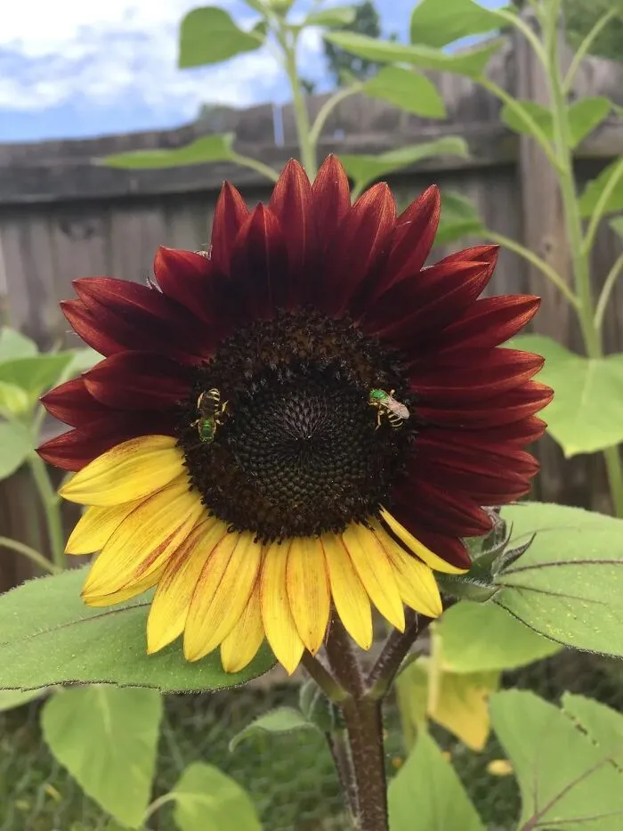 This Group Unites All Plant Lovers And Shares The Most Hilarious Gardening Posts Out There (50 Posts)