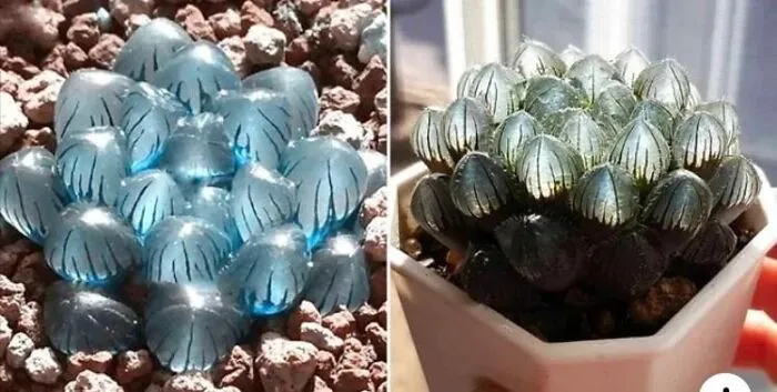 This Group Unites All Plant Lovers And Shares The Most Hilarious Gardening Posts Out There (50 Posts)