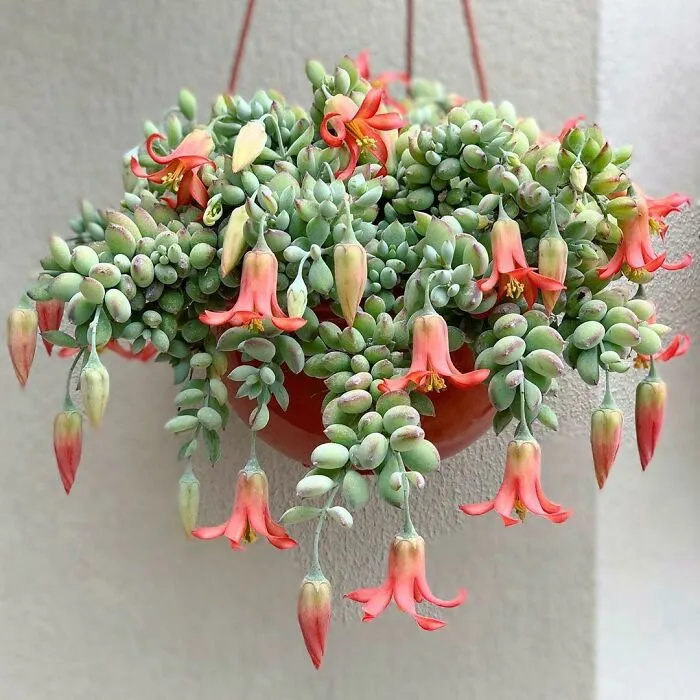 This Group Unites All Plant Lovers And Shares The Most Hilarious Gardening Posts Out There (50 Posts)