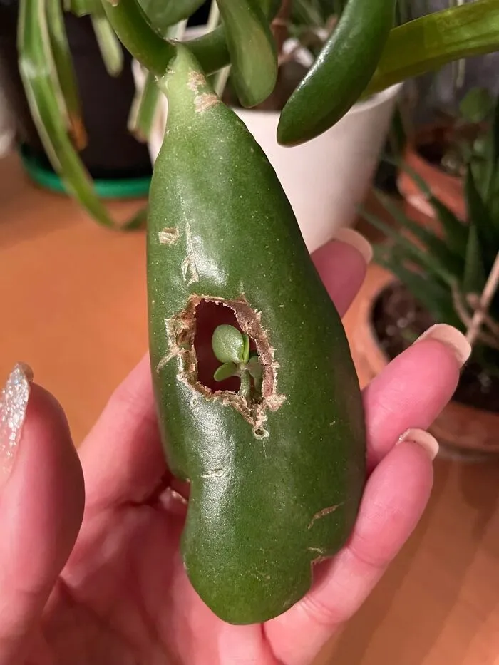 This Group Unites All Plant Lovers And Shares The Most Hilarious Gardening Posts Out There (50 Posts)