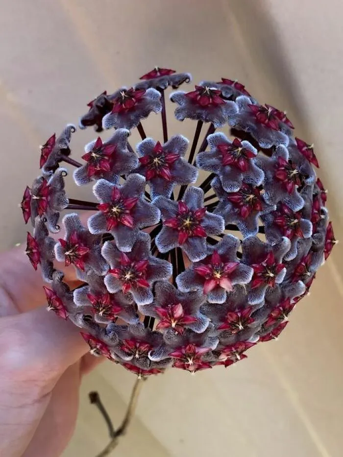 This Group Unites All Plant Lovers And Shares The Most Hilarious Gardening Posts Out There (50 Posts)