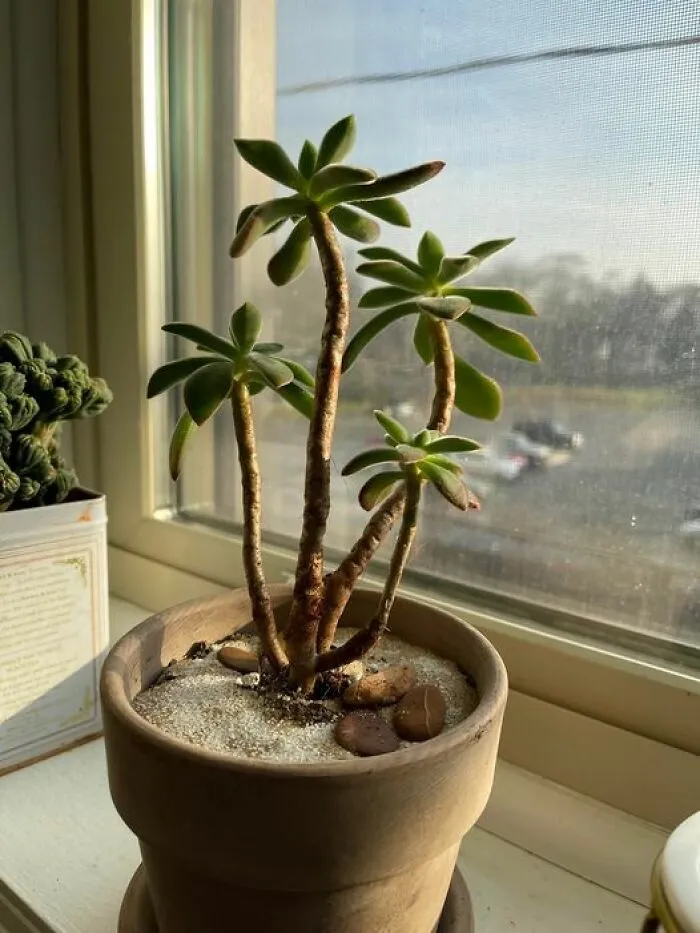 This Group Unites All Plant Lovers And Shares The Most Hilarious Gardening Posts Out There (50 Posts)