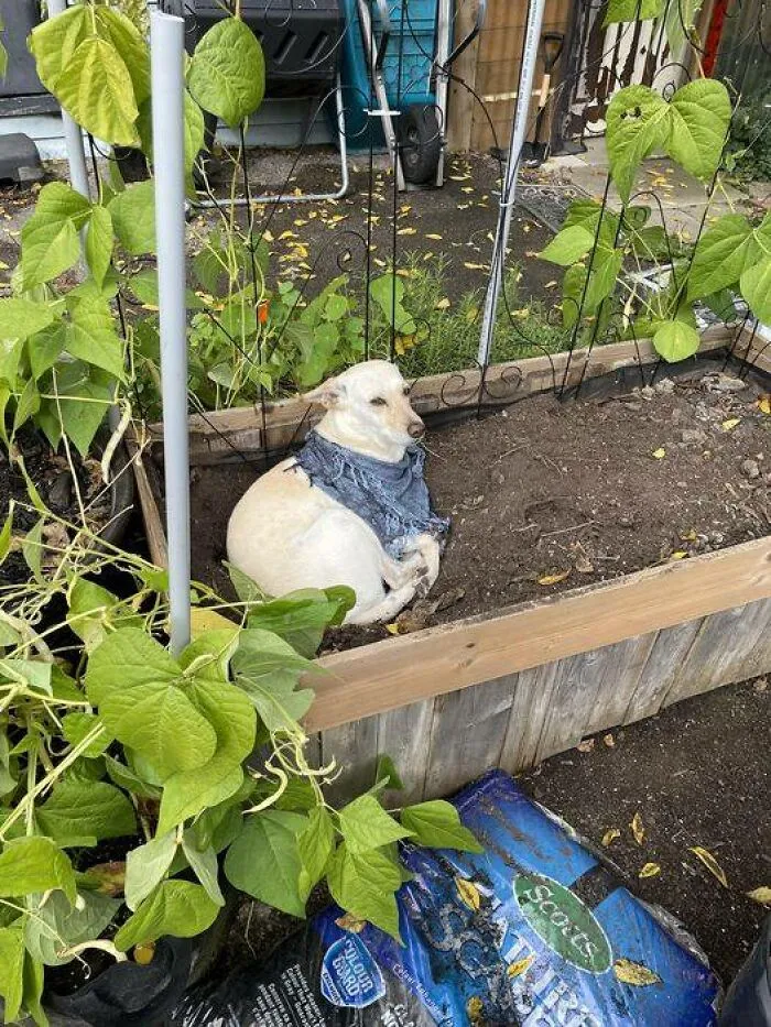 This Group Unites All Plant Lovers And Shares The Most Hilarious Gardening Posts Out There (50 Posts)