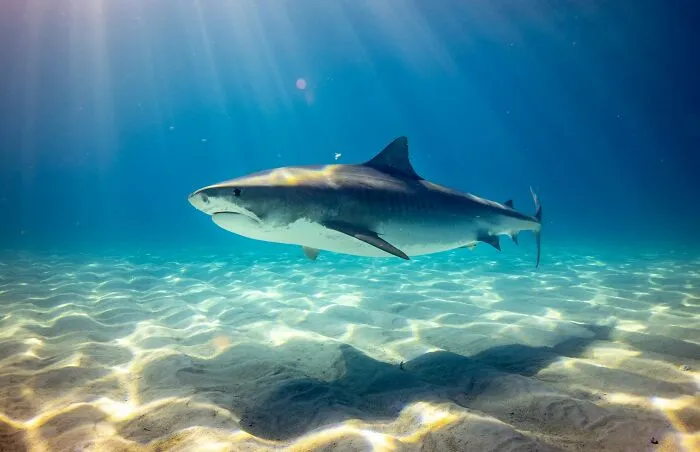History Enthusiasts Are Sharing History Facts That Many People Would Find Shocking (50 Facts)